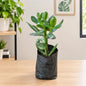 Crassula Plant In 4 Inch Nursary Bag
