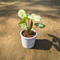 Syngonium In 4 Inch White Ceramic Pot