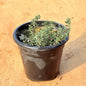 Thyme Plant In 5 Inch Nursery Pot