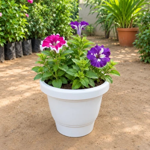 Petunia Flower Plant In 8 Inch White Pot