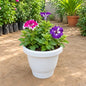 Petunia Flower Plant In 8 Inch White Pot