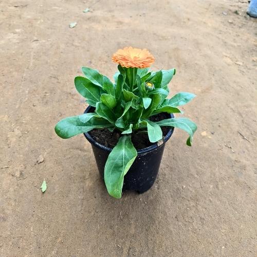 Calendula Orange Flowers Plant In 5 Inch Nursery Pot