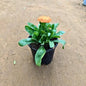 Calendula Orange Flowers Plant In 5 Inch Nursery Pot