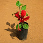 Hibiscus Desi In 3 Inch Nursery Bag