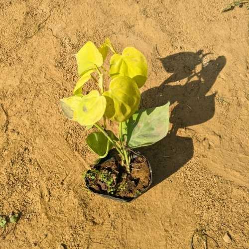 Oxyscodium Golden Money Plant In 4 Nursary Bag