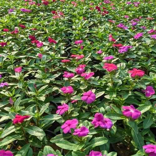Set Of 3 Vinca | Sadabahar | Periwinkle Any Color In 4 inch Nursery Bag