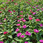 Set Of 3 Vinca | Sadabahar | Periwinkle Any Color In 4 inch Nursery Bag