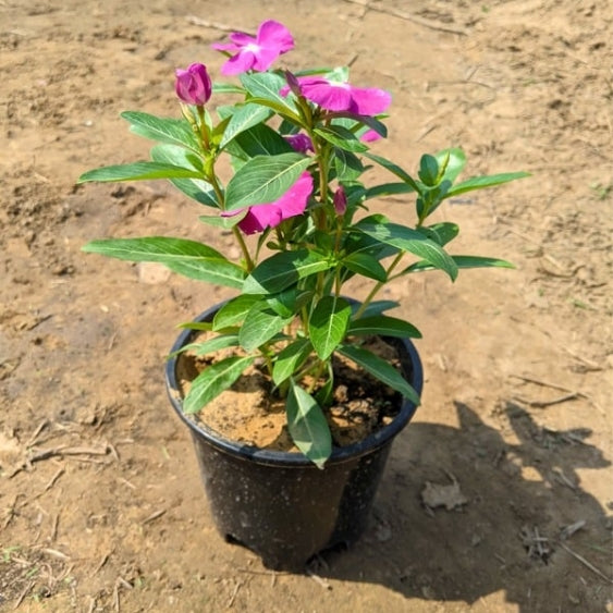 Hybrid Sadabahar In 6 Inch Nursery Pot