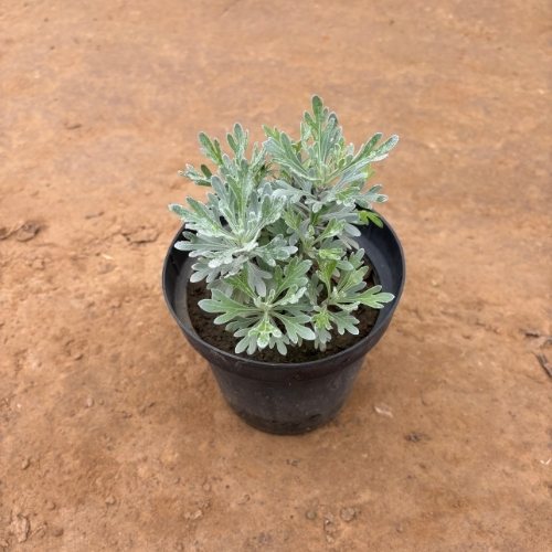 Lavender Plant In 6 Inch Nursery Pot