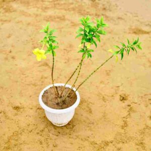 Allamuda yellow | in 8 Inch Olive Pot