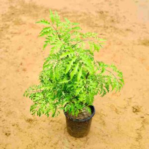 Aralliya Green | In 6Inch Nursery Pot