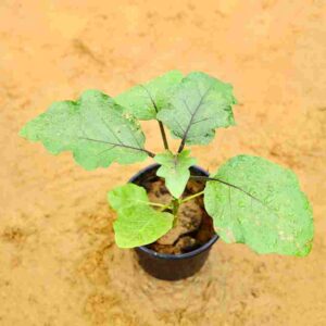 Brinjal | Baigan Plant In 6 Inch Nursery Pot