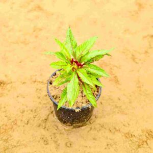 Celosia Pink Cockscomb in 6 Inch Nursery Pot