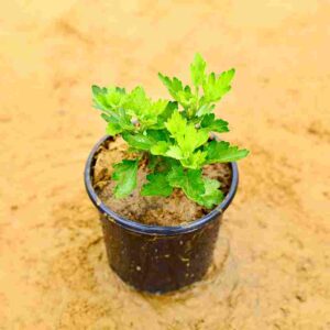 Chrysanthemum|Guldaidi|In 6 Inch Nursery Pot