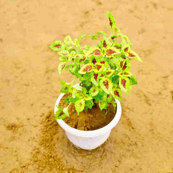 Coleus Red Green| In 8 inch Olive Nursery Pot