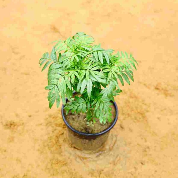 Ganda | Marigold any Color 6 inch Nursery Pot