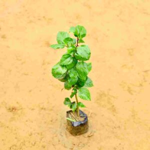 Hibiscus Red in 3Inch Nursery Bag