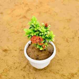 Ixora-Coccinea-in-8Inch-white-Olivol-pot.jpg