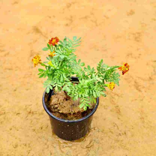 Jafri Any Color | In 6 inch Nursery Pot