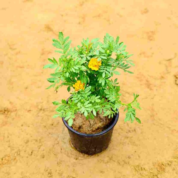 Jafri Yellow Color | In 6 inch Nursery Pot