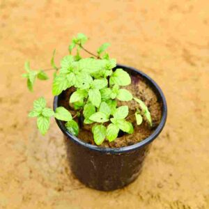 Mint | Pudina | In 6 Inch nursery pot