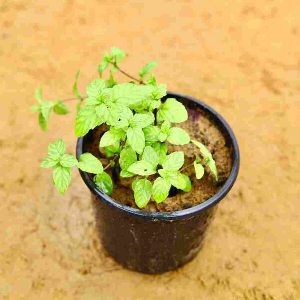 Mint | Pudina | In 6 Inch nursery pot