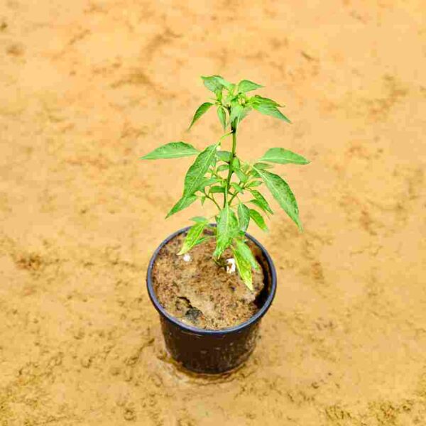 Mirchi-Chilli-In-6-Inch-Nursery-Pot.jpg