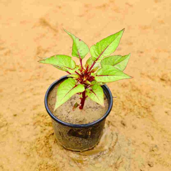 Mogra Plants 6 inch Nusery pot