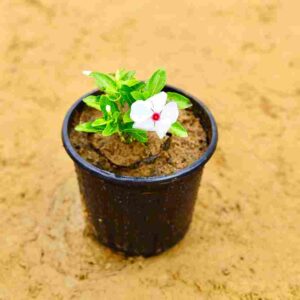 Sadabahar|Periwinkel|vinka |White 6 Inch Nursery pot