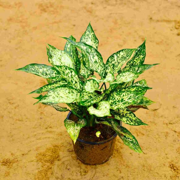 Aglaonema Snow white| In 8 Inch Balck Pot