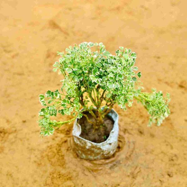 Aralia White Variegated In 4 inch Nursery bag