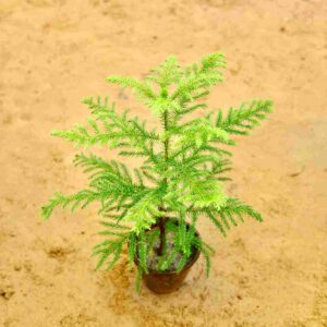 Araucaria| Christmas Tree In 4inch Nursery Bag