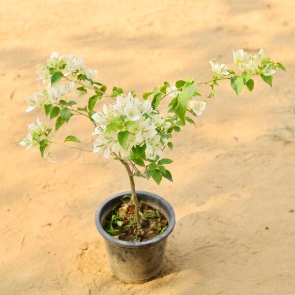 Bougainvillea Paper flower White In 8 Inch Nursery Pot-haryali.co.in