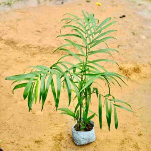 Cane Palm|Bamboo | Sepotia Paln In 7 Inch nursery Bag