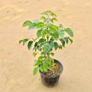 China Doll 2-3 Fit In 8 Inch Nursery Pot | Plants in gurgaon haryali.co.in