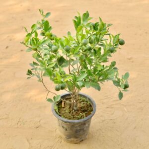 China Orange Plant 2.5 Feet In 8 Inch Nursery Pot | haryali.co.in Online Plants In Gurgaon Free Same Day delivery