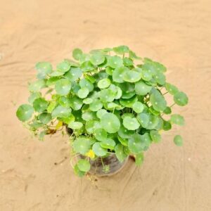 Chinese Money Plant | Brahmi Dollar In 6 Inch Nursery Pot | haryali.co.in Online Plants In Gurgaon Free Same Day delivery