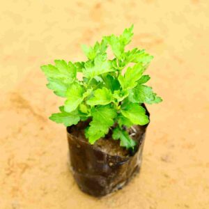 Chrysanthemum|Guldaidi|In 4Inch Nursery Bag