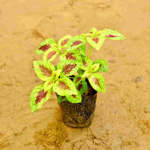 Coleus Red Green In 4 Inch Nursery Bag