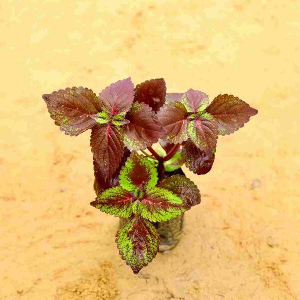 Coleus Red In 4 Inch Nursery Bag