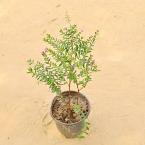 Buy Cuphea Plant False Heather Any Color In 6 Inch Nursery Pot | haryali.co.in