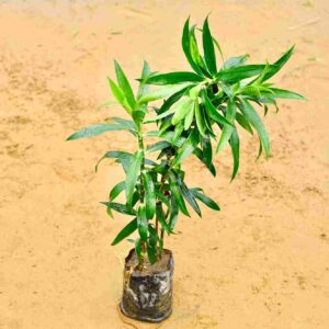 Dracaena Messenger Green In 6 inch Nursery Bag