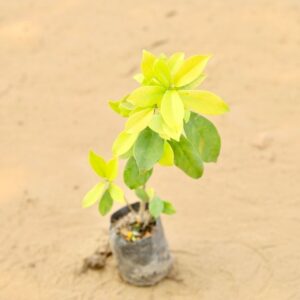 Ficus Panda Plant In 4 Inch Nursery Bag | haryali.co.in