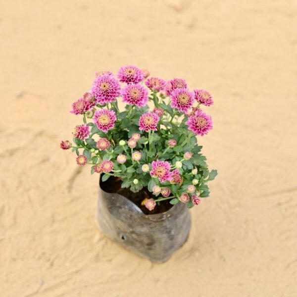 Guldavari Chrysanthemum Any Color In 4 Inch Nursery Bag | haryali.co.in