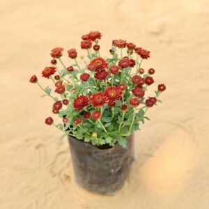 Guldavari | Chrysanthemum Red In 4 Inch Nursery Bag | haryali.co.in Online Plants In Gurgaon Free Same Day delivery