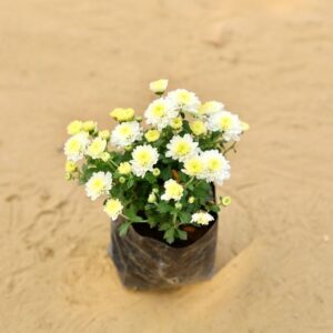 Guldavari Chrysanthemum White In 4 Inch Nursery Bag | haryali.co.in