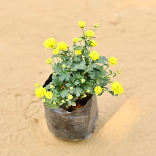 Guldavari Chrysanthemum Yellow In 4 Inch Nursery Bag | haryali.co.in