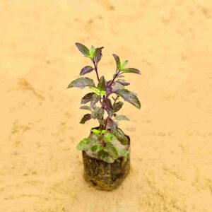 Shama Tulsi | In 4Inch Nursery Pot