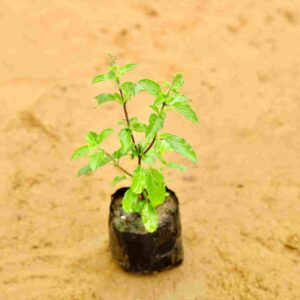 Rama Tulsi In 3 Inch Nursery Pot