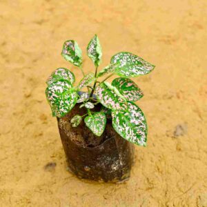 Hypoestes |Pink Polka Dot Plant 4 Inch Nursery bag